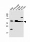 FSTL1 Antibody (C-term)